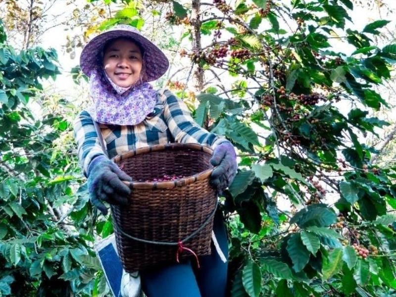 Como é Feita a Colheita de um Bom Café?