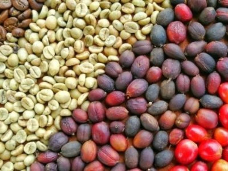 Como é feito o Plantio e como é o Crescimento do Café?